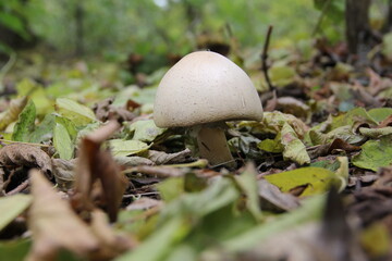 mushroom in the forest