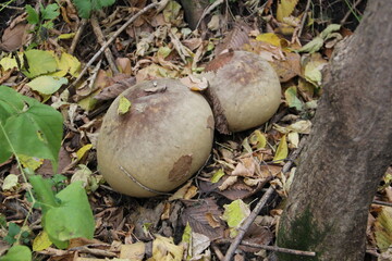 mushroom in the forest