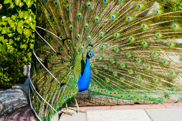 Obraz premium peacock with feathers in El Retiro Park of Madrid, Spain. 