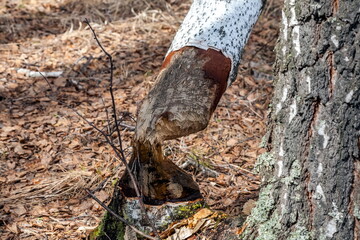 The trunk of a birch tree, gnawed by a beaver close-up against the background of last year's foliage in spring