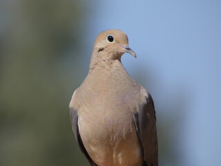 close up of a dove