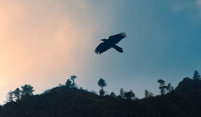 Indian Glossy Black Raven, House crow (Corvus splendens) in cities of India as vicariate of Carrion...