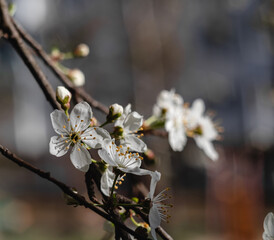 Cherry tree with white flowers in spring garden on a blurred background. Spring blossom.