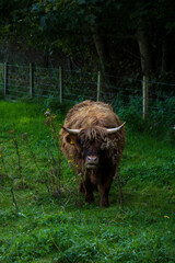 Vache rousse des highlands avec frange et cornes dans un pâturage près de Stirling en Écosse au...