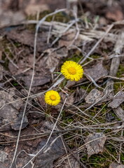 The first yellow spring flower "Mother and stepmother" close-up on the background of last year's foliage