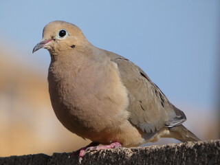 dove on a wall