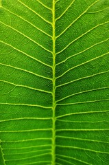 green leaf texture