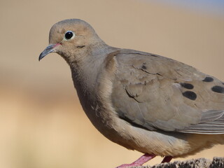 dove on a wall