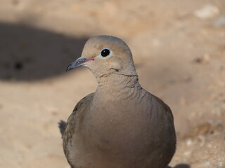 dove in the dirt
