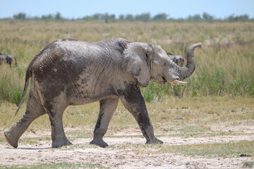 African elephant in Etosha National Park, Namibia