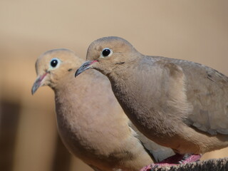 two doves on a wall