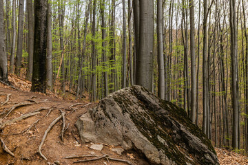 Large stone and wooden roots on ground in mountain forest.