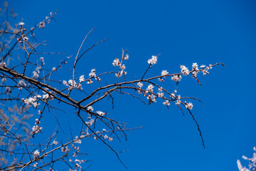 branches of a tree against sky