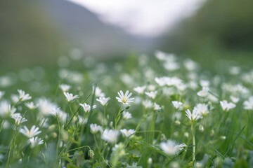 white flowers greater stitchwort selective focus
