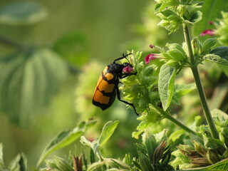state potato beetle