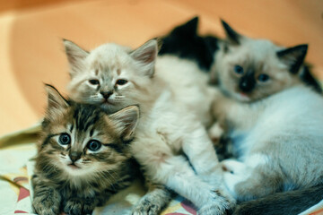 Three cat Brothers