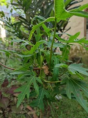 Fresh papaya green leaf  against blurred background