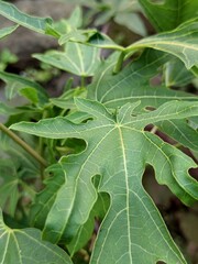 Fresh papaya green leaf  against blurred background