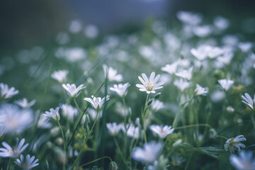 white flowers greater stitchwort selective focus