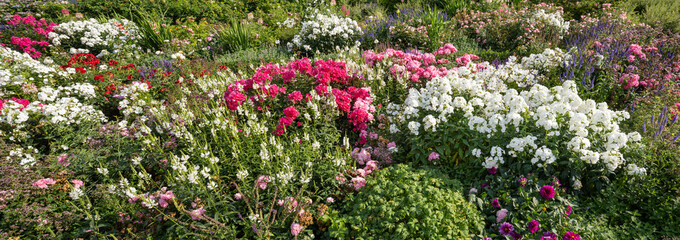 Rose garden in summer as panorama background