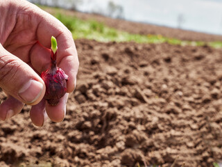 Sprouted onions are ready for planting in the ground. Planting onions.