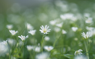 white flowers greater stitchwort selective focus