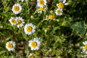 Fototapeta premium daisies in a field