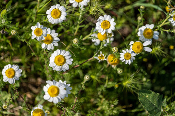 field of daisies