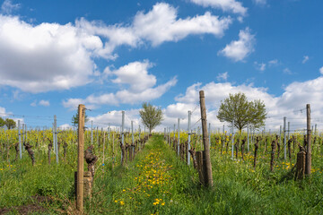 Fototapeta premium Weinfeld, Frühling, Pfalz