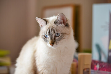 portrait of a young cream cat with blue eyes