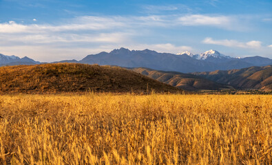 golden wheat field in autumn