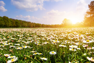 Sun over Many white wild Bellis perennis, daisy, common daisy, lawn daisy in the meadow, grassy area is growing. Nature landscape photography 