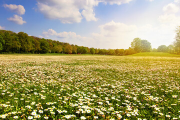Sun over Many white wild Bellis perennis, daisy, common daisy, lawn daisy in the meadow, grassy area is growing. Nature landscape photography 