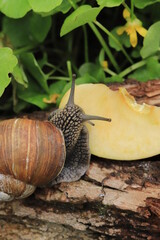 The snail eats an apple. Nutrition of domestic and wild snails. Garden pest.