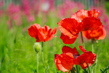 Red poppy close-up. Flowers in garden in sun. Growing medical plant.