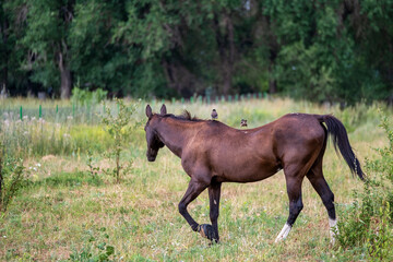 Fototapeta premium horse on the meadow