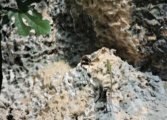 A small lizard on the gray stone wall. Selected focus.