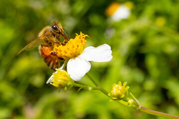 Bee on a flower in Sarasota Florida. 