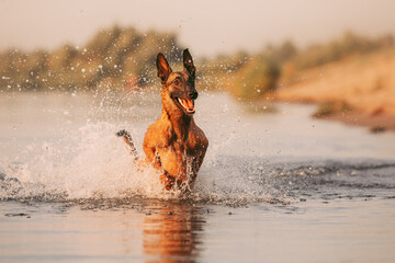 malinois running in the water - Powered by Adobe