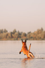 malinois running in the water