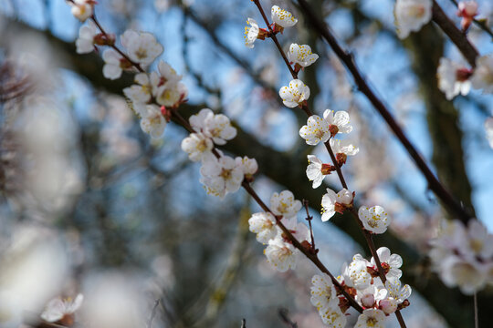 Blooming spring garden. Flowering branch against the sky.