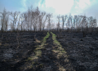 Landscape with scorched grass. 