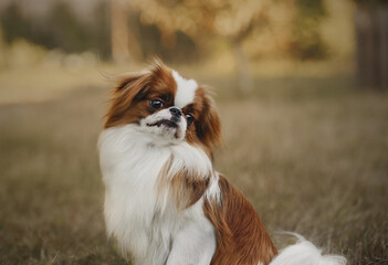 japanese chin in the grass