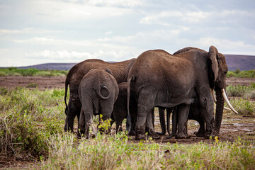 Naklejka na ściany i meble A herd of elephants surrounds a calf in the rain in Amboseli