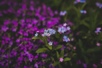 Fototapeta na wymiar Natura i kwiaty 