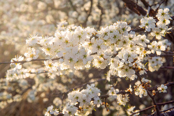 A branch of a tree with white flowers.