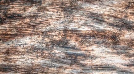 Fototapeta premium close up of a tree trunk