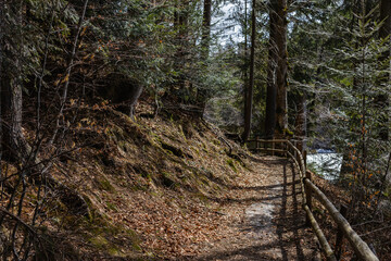 Pathway with wooden fence in forest.