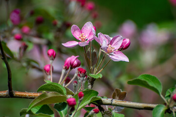 butterfly on flowers
