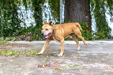 Pit bull terrier dog runs quickly along the alley in the park
